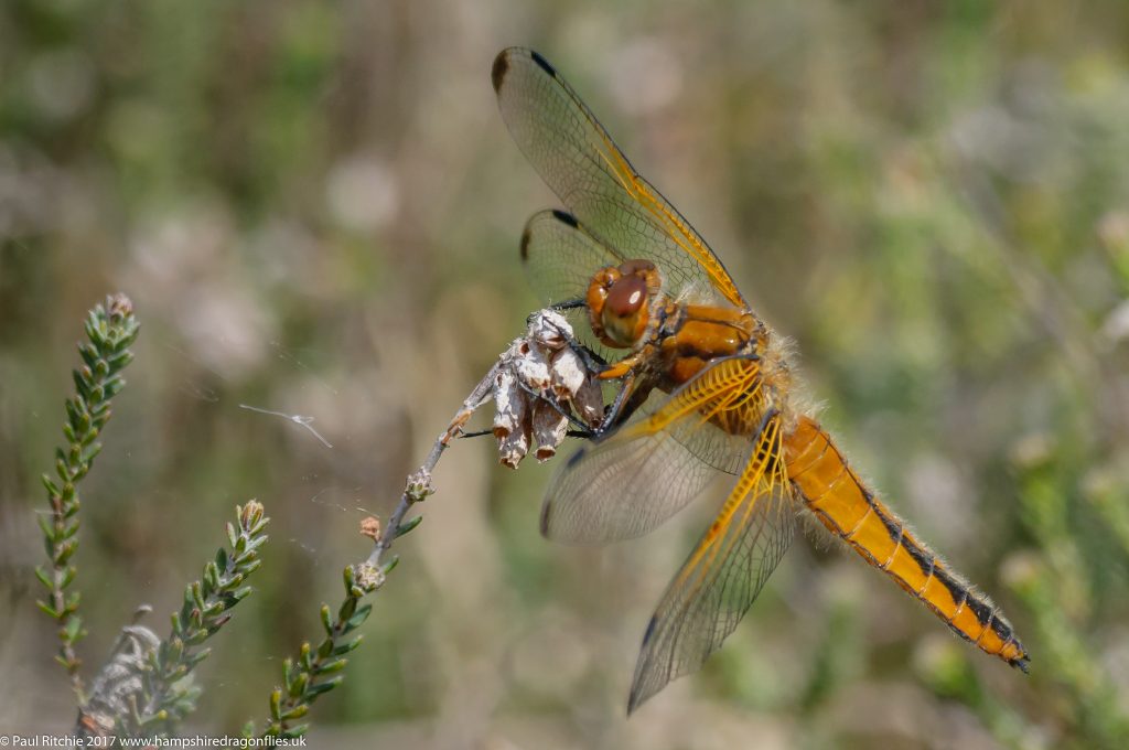 Scarce Chaser (Libellula fulva) - immature female