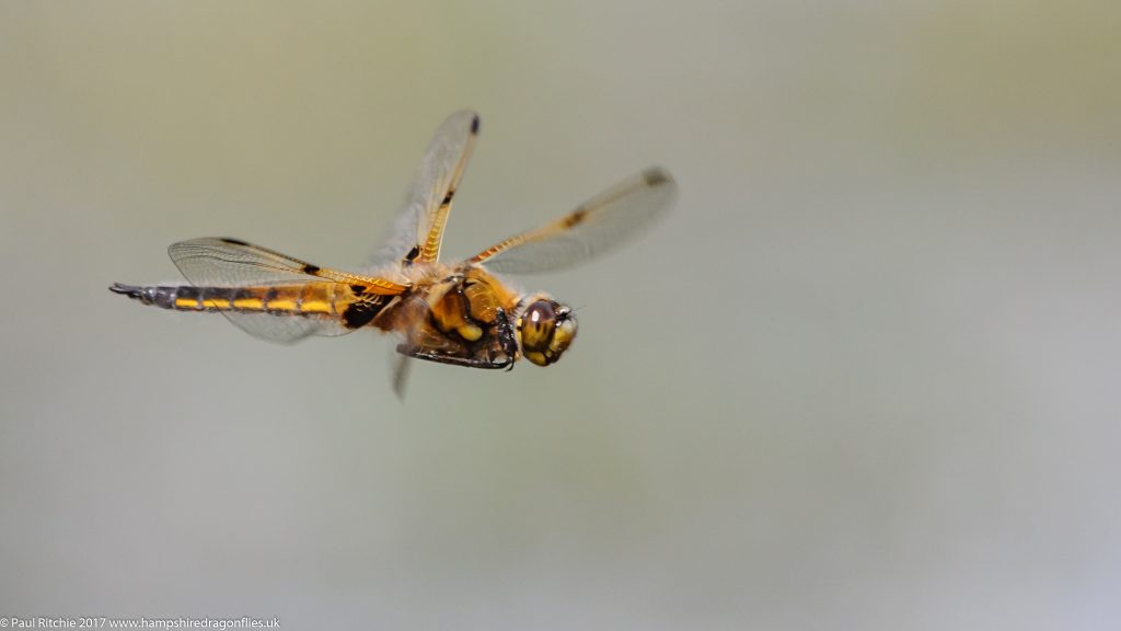 Four-spotted Chaser (Libellula quadrimaculata) - male