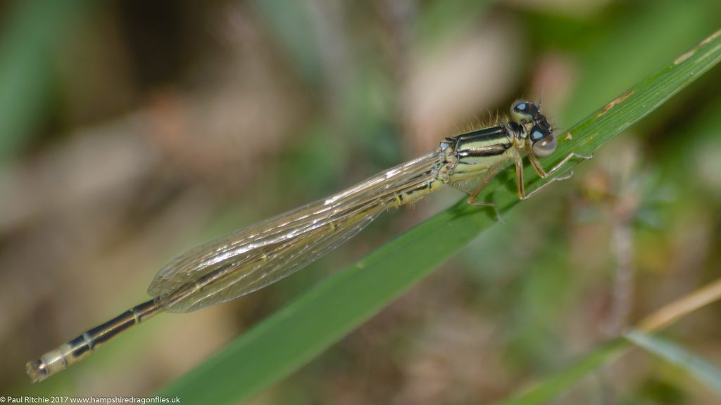 Scarce Blue-tailed Damselfly(Ischnura pumilio) - immature male