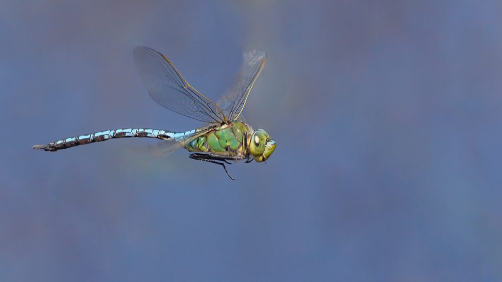 Emperor (Anax imperator) - male