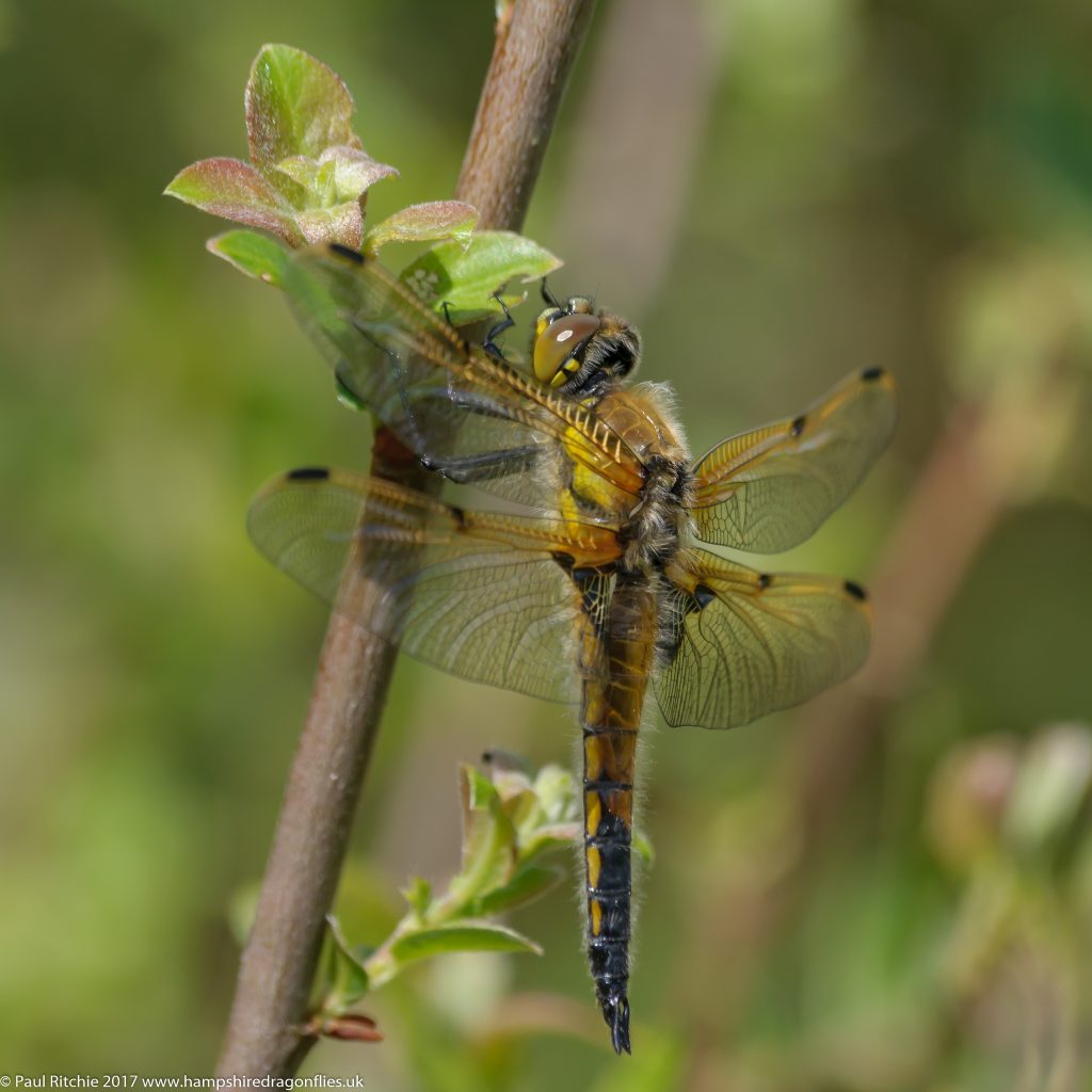 Four-spotted Chaser (Libellula quadrimaculata) immature male