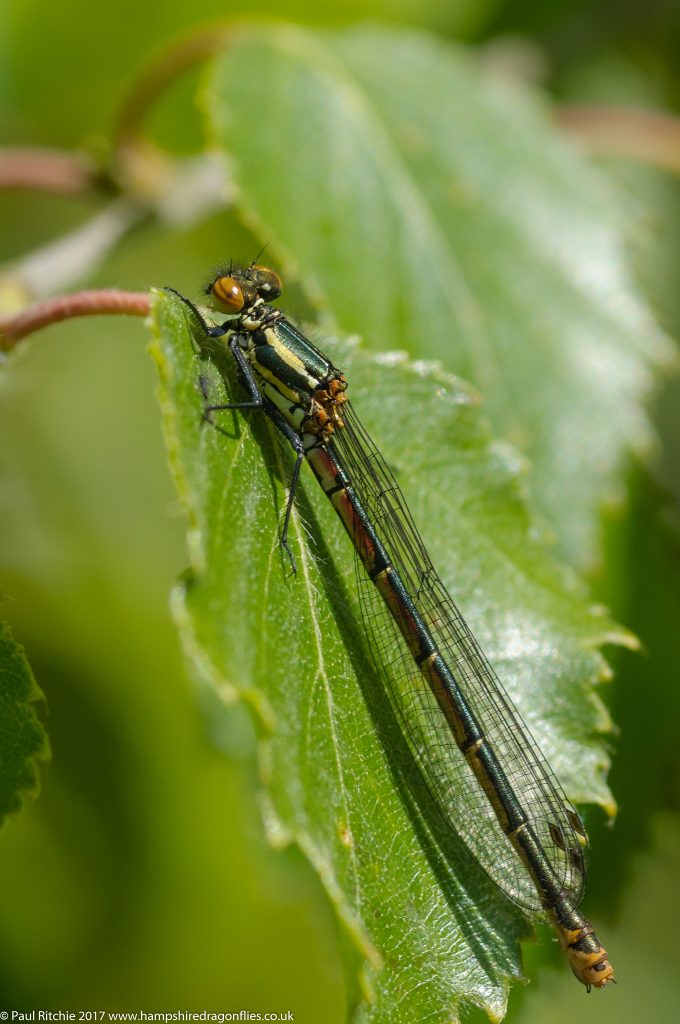 Large Red Damselfly (Pyrrhosoma nymphula) - female