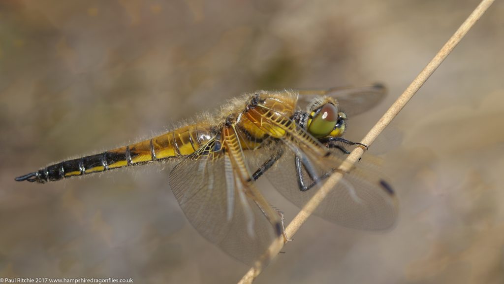 Four-spotted Chaser (Libellula quadrimaculata) - immature male