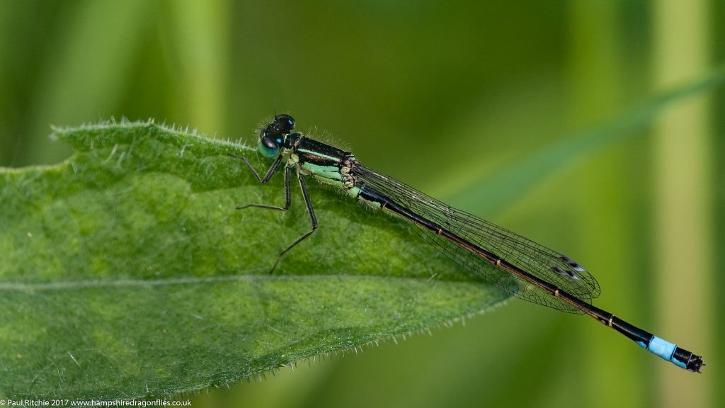 Blue-tailed Damselfly (Ischnura elegans) - male