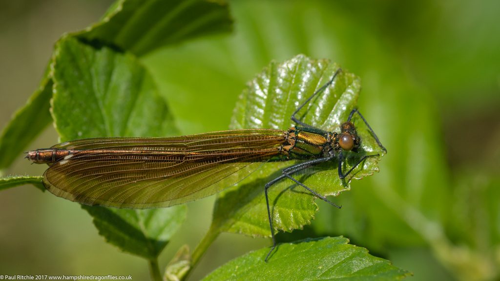 Beautiful Demoiselle (Calopteryx virgo) - immature female