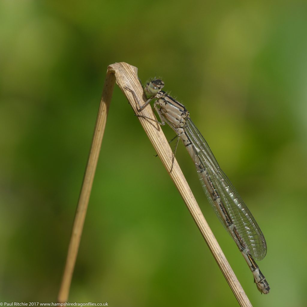 Common Blue (Enallagma cyathigerum) - immature female