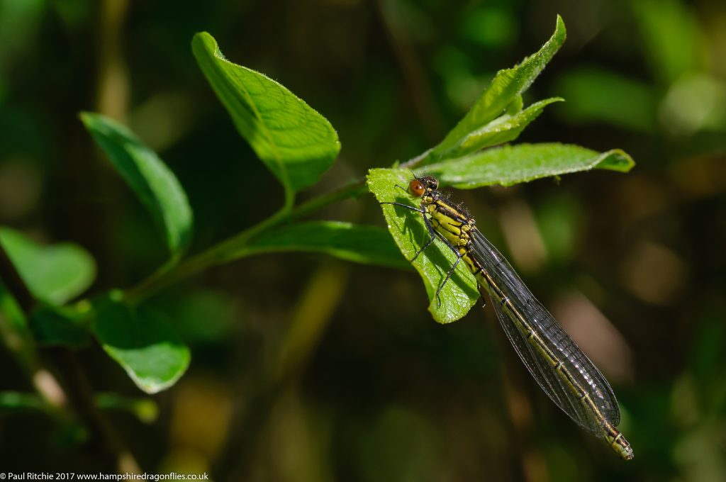 Red-eyed damselfly (Erythromma najas) - female