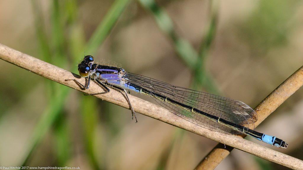 Blue-tailed damselfly (ischnura elegans) - immature female violacea form