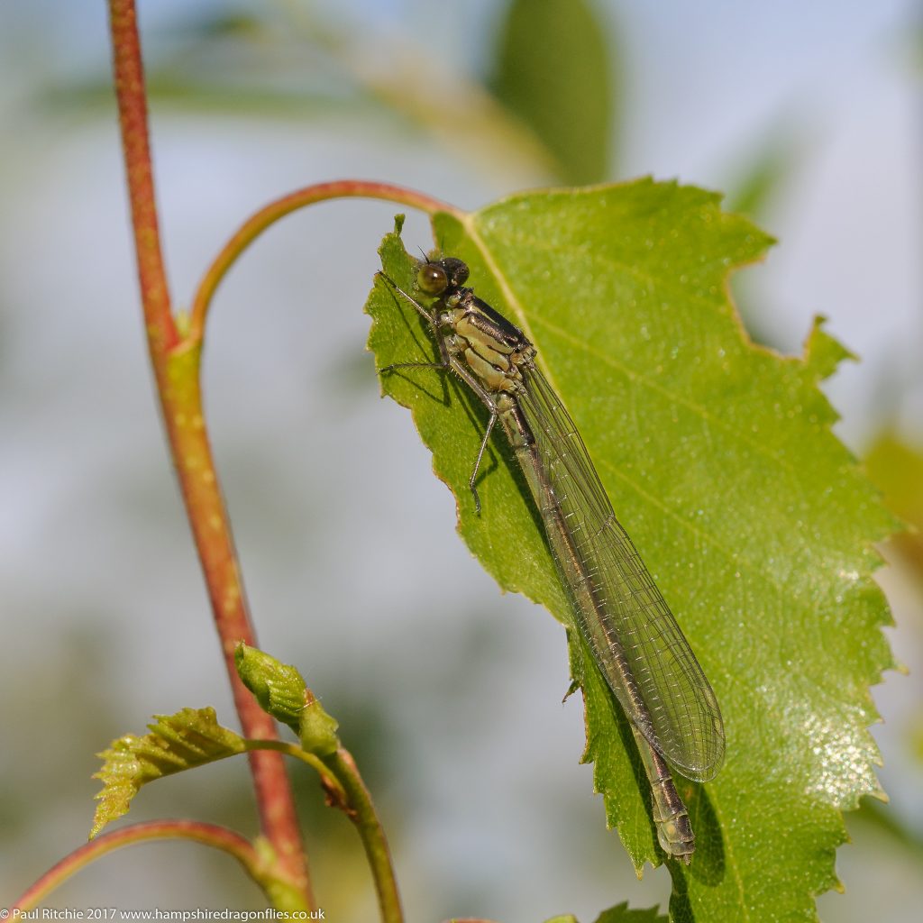 Red-eyed damselfly (Erythromma najas) - immature female