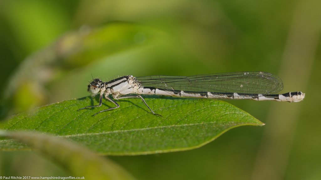 Common Blue (Enallagma cyathigerum) - immature female