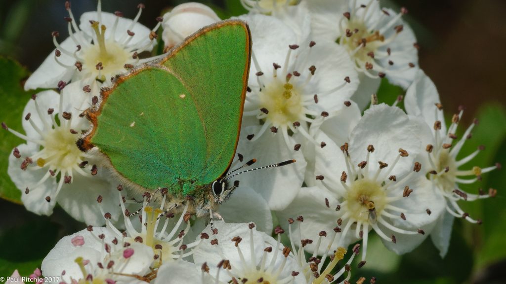 Green Hairstreak (Callophrys rubi)