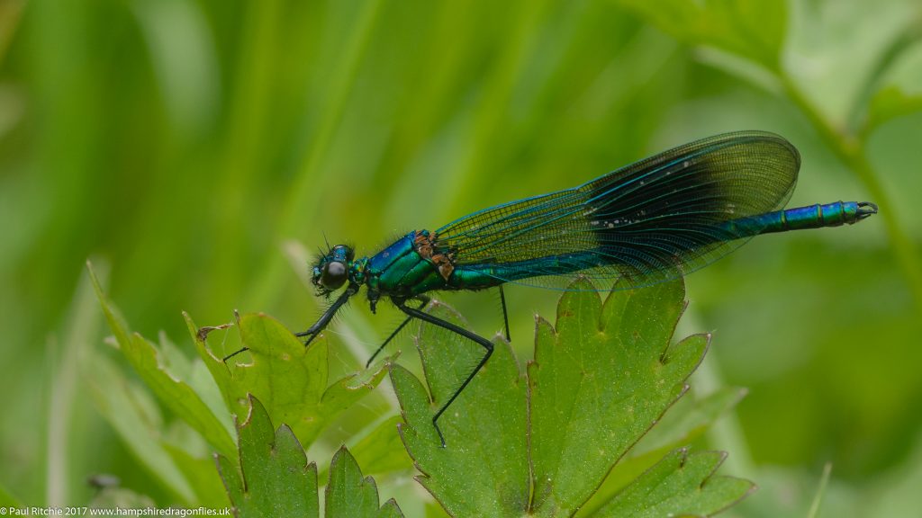 Banded Demoiselle (Calopteryx splendens) - male