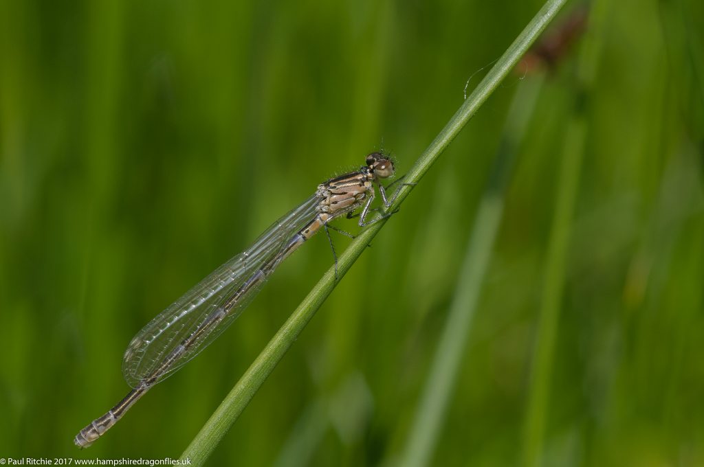  Variable Damselfly (Coenagrion pulchellum) - immature female