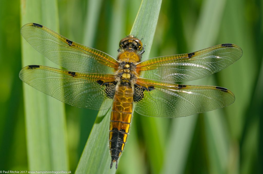 Four-spotted Chaser (Libellula quadrimaculata) - immature female