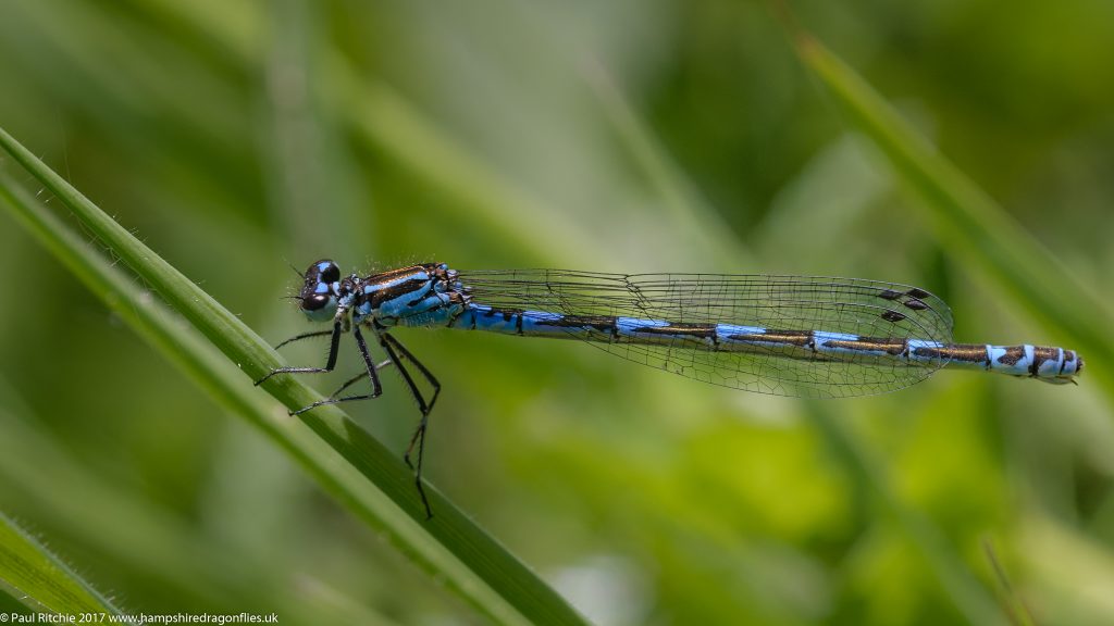  Variable Damselfly (Coenagrion pulchellum) - female