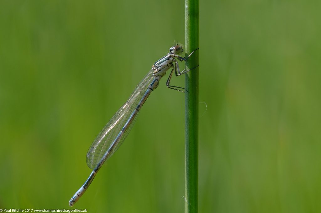 Azure Damselfly (Coenagrion puella) immature male