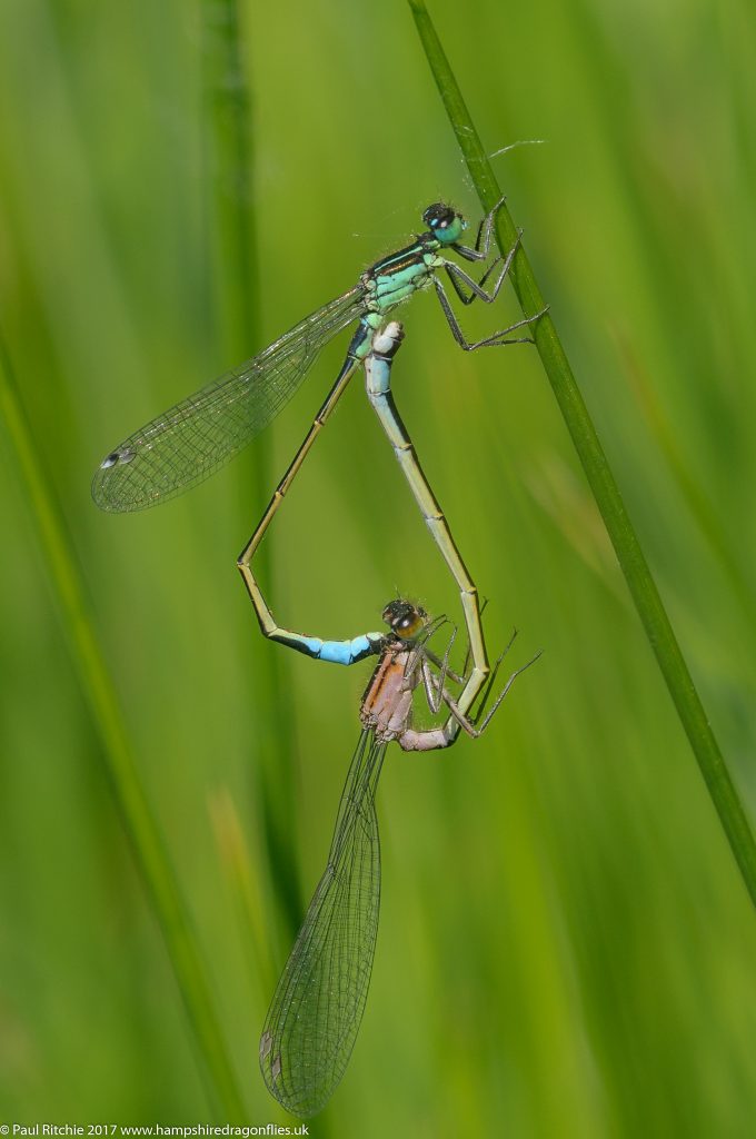 Blue-tailed Damselfly (Ischnura elegans) - pair in cop