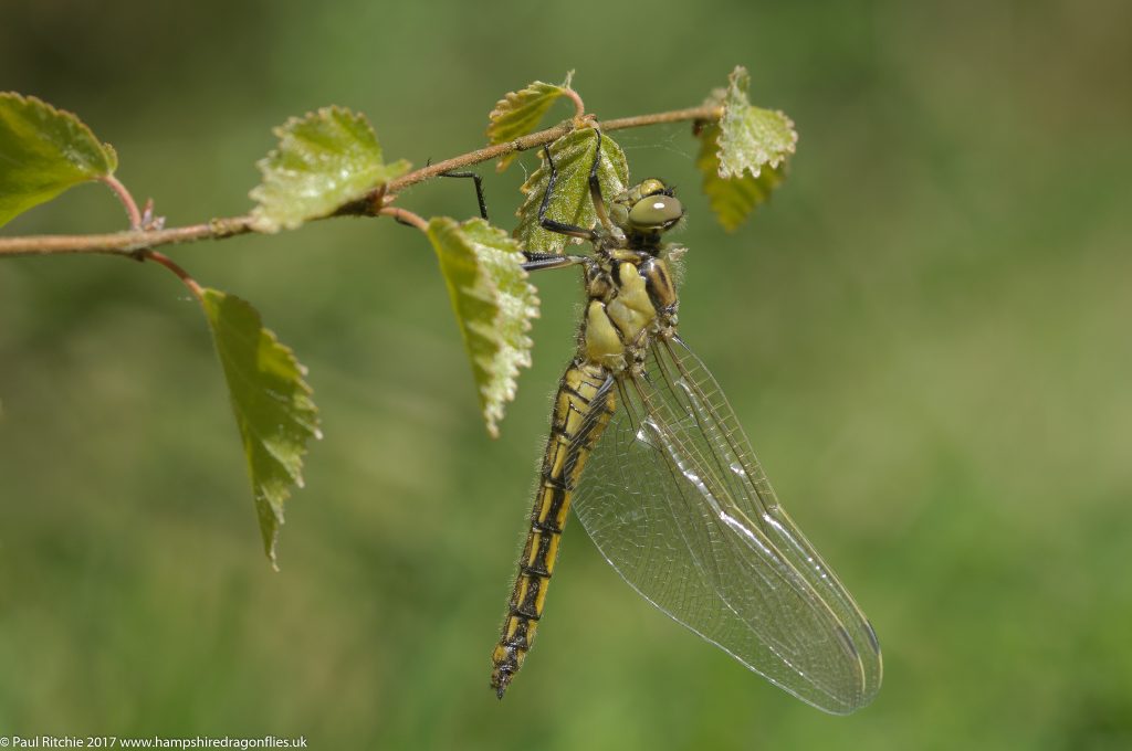 Black-tailed Skimmer (Orthetrum cancellatum) - immature female