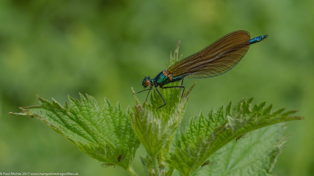 Beautiful Demoiselle (Calopteryx virgo) - male