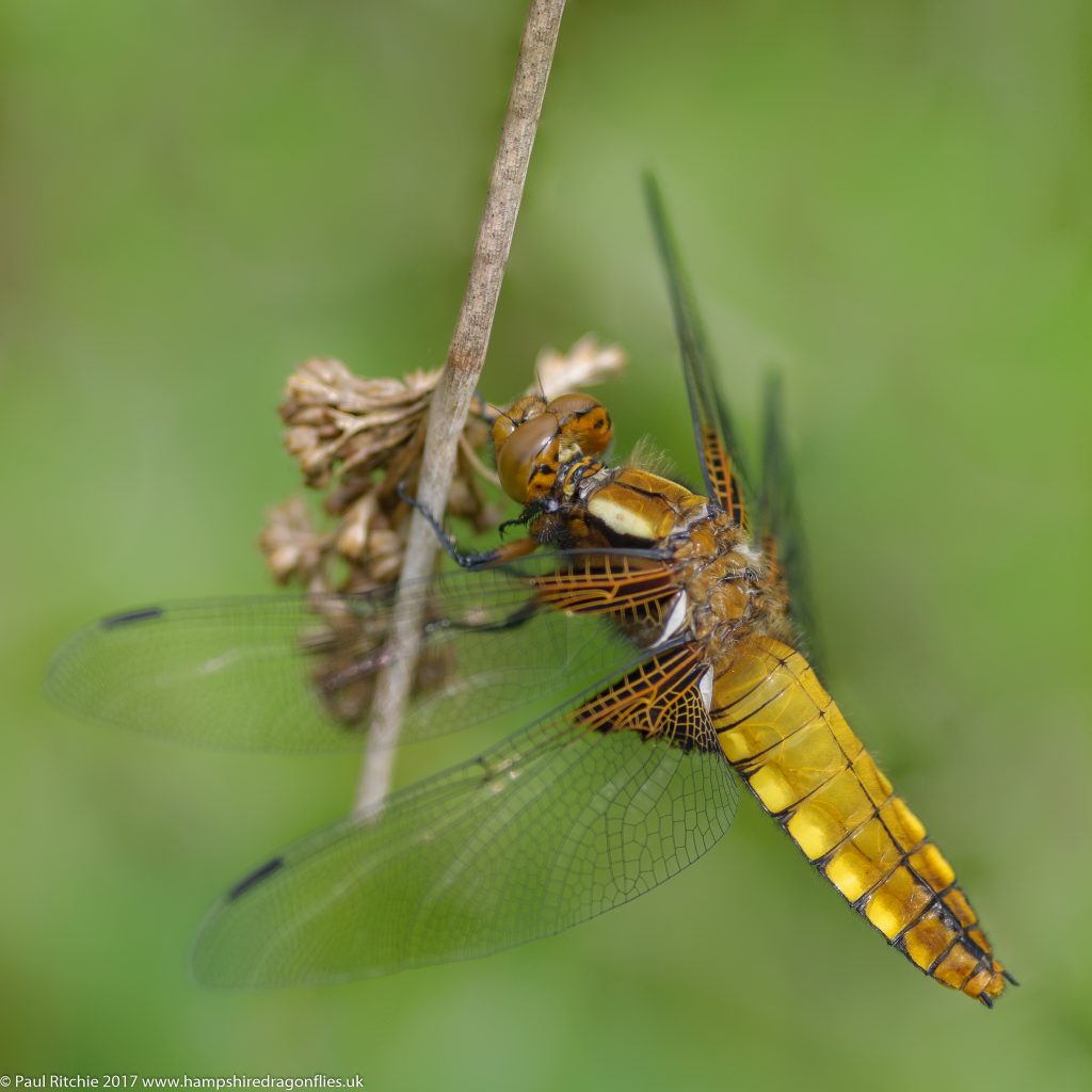 Broad-bodied Chaser (Libellula depressa) - female