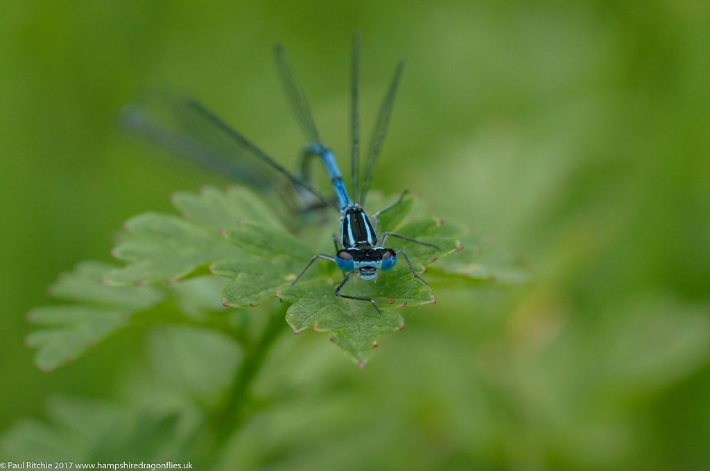 Azure Damselflies ((Coenagrion puella) - pair in tandem