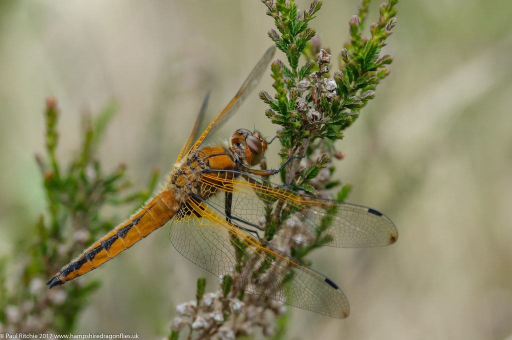 Scarce Chaser (Libellula fulva) - immature male