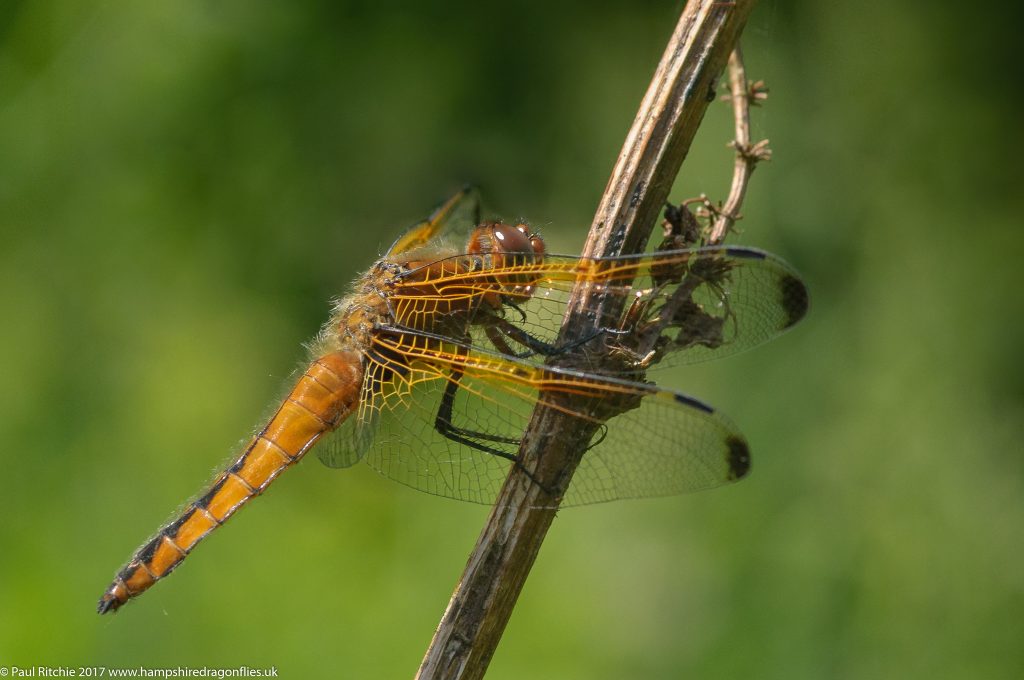 Scarce Chaser (Libellula fulva) - immature female