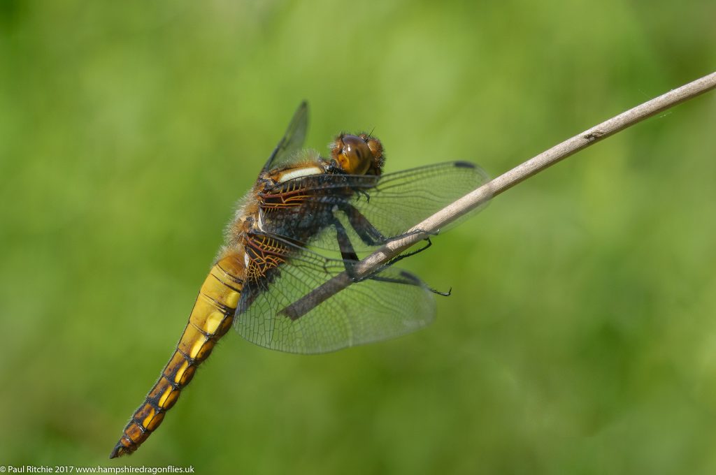 Broad-bodied Chaser (Libellula depressa)- immature male