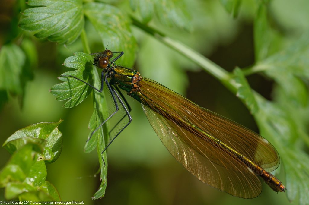 Beautiful Demoiselle(Calopteryx virgo) - female