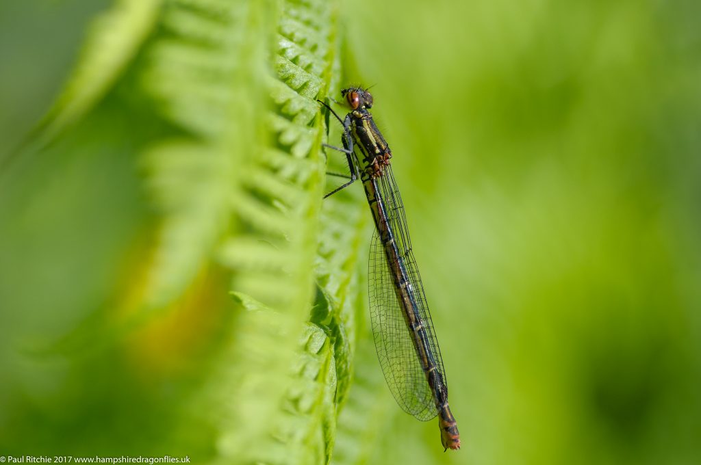 Large Red (Pyrrhosoma nymphula) - female melanotum form