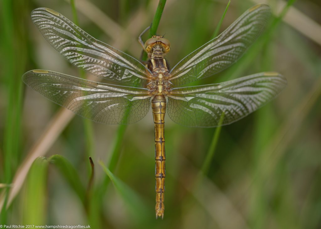 Keeled Skimmer (Orthetrum coerulescens) - teneral female