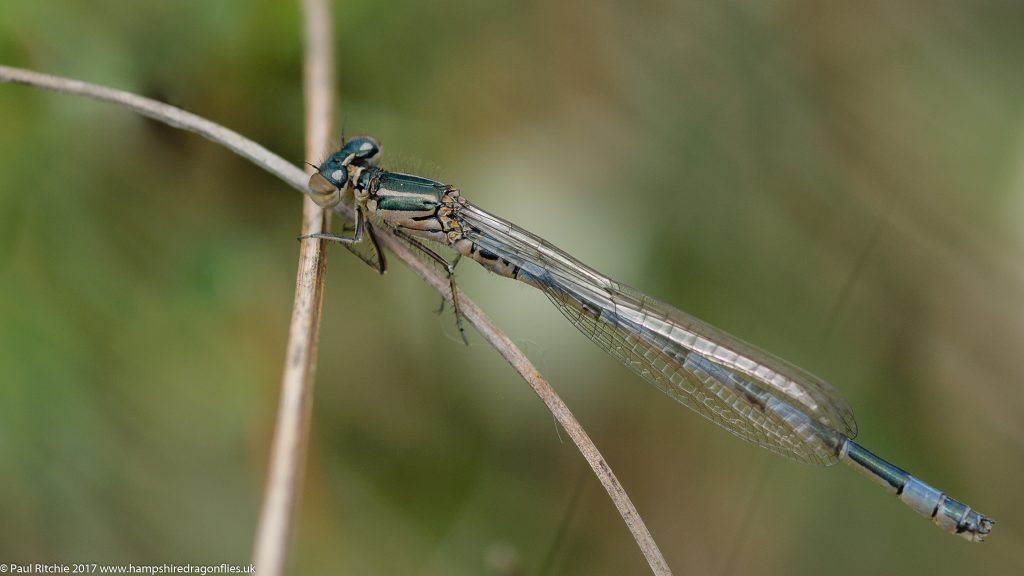  Southern Damselfly (Coenagrion mercuriale) - teneral male