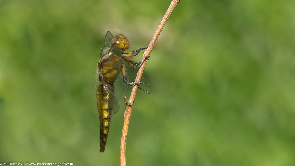 Broad-bodied Chaser (Libellula depressa) - immature female