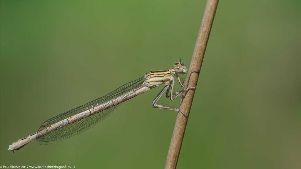 White-legged Damselfly (Platycnemis pennipes) - immature female