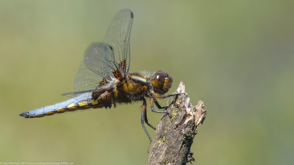 Broad-bodied Chaser (Libellula depressa) - male