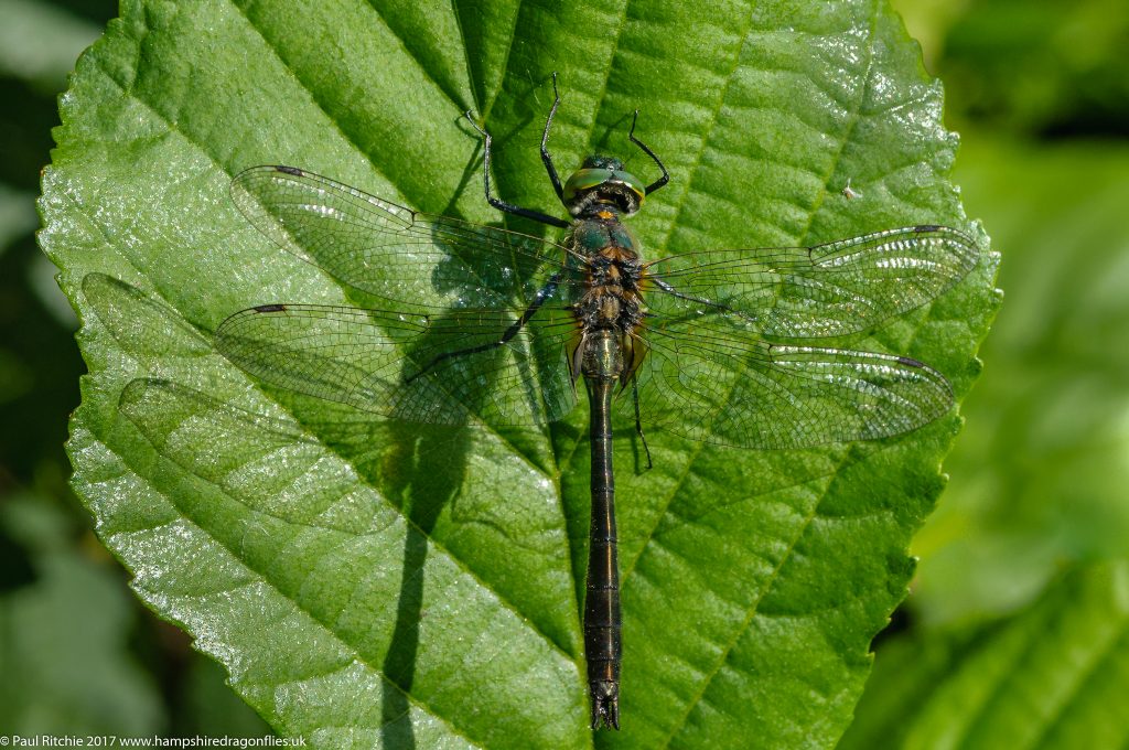 Downy Emerald (Cordulia aenea)- male