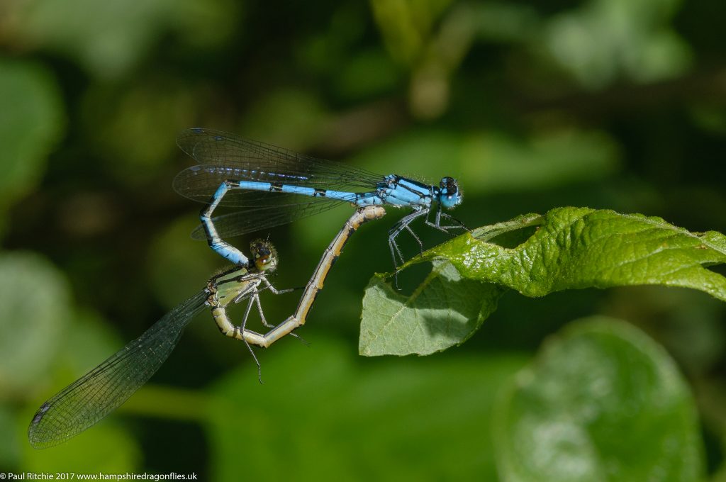 Common Blue Damselfly (Enallagma cyathigerum) - pair in cop