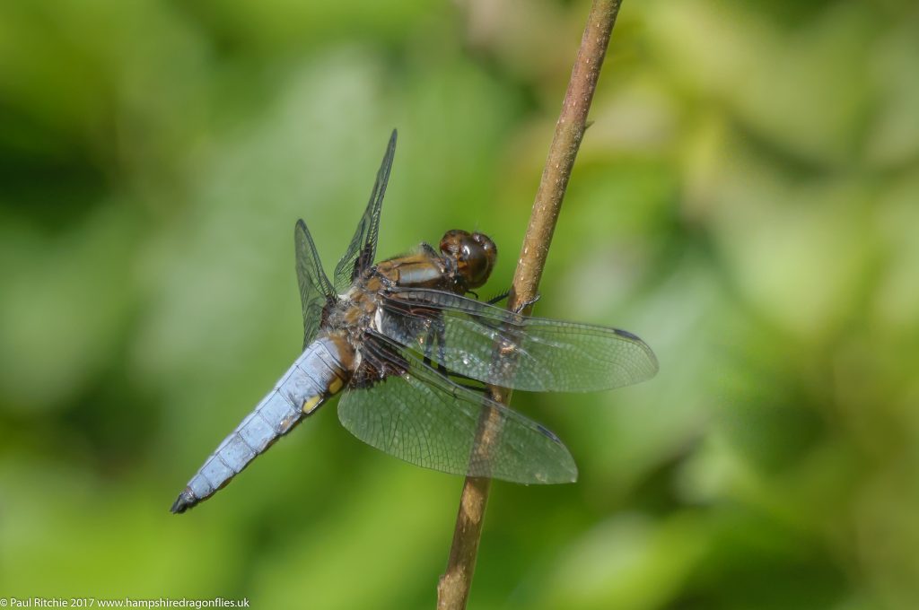 Broad-bodied Chaser (Libellula depressa) - male