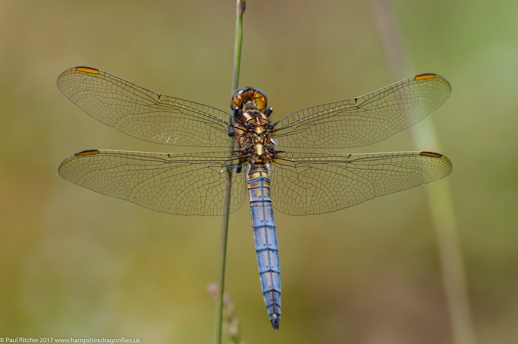 Keeled Skimmer (Orthetrum coerulescens) - pre-mature male