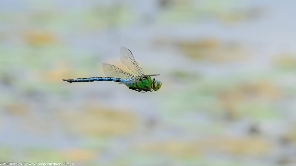 Emperor Dragonfly (Anax imperator) - male in-flight