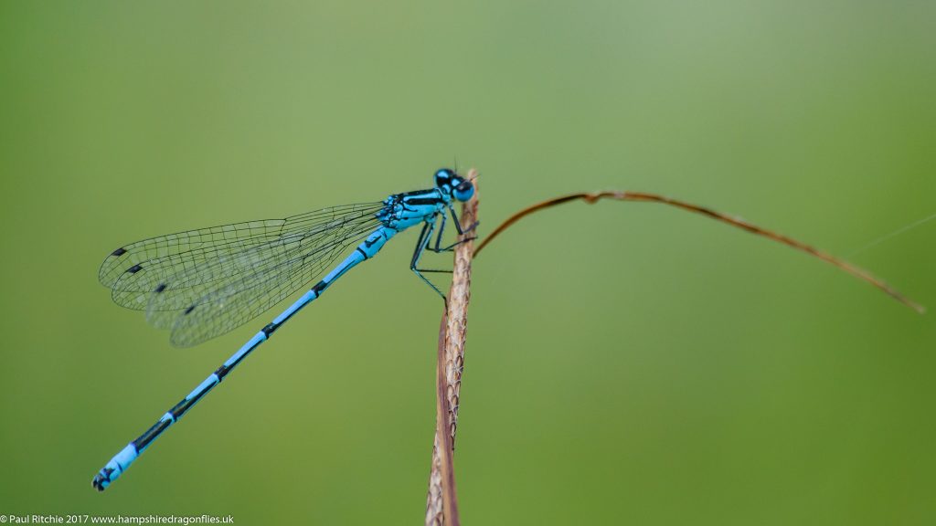 Azure Damselfly (Coenagrion puella) - male