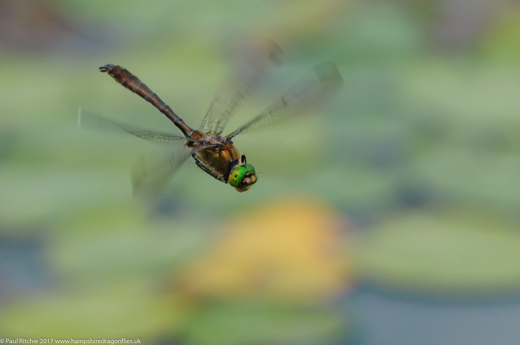 Downy Emerald (Cordulia aenea) - male in-flight