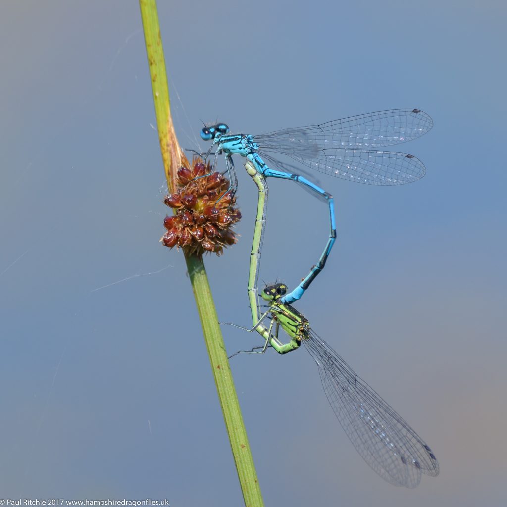 Azure Damselflies (Coenagrion puella) - pair in-cop