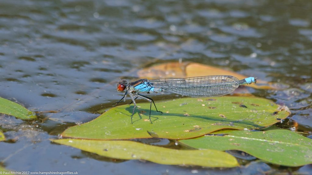 Red-eyed Damselfly (Erythromma najas) - male