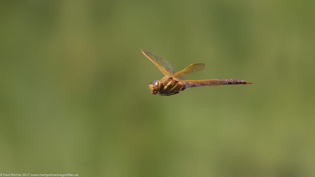 Brown Hawker (Aeshna grandis) - male in-flight