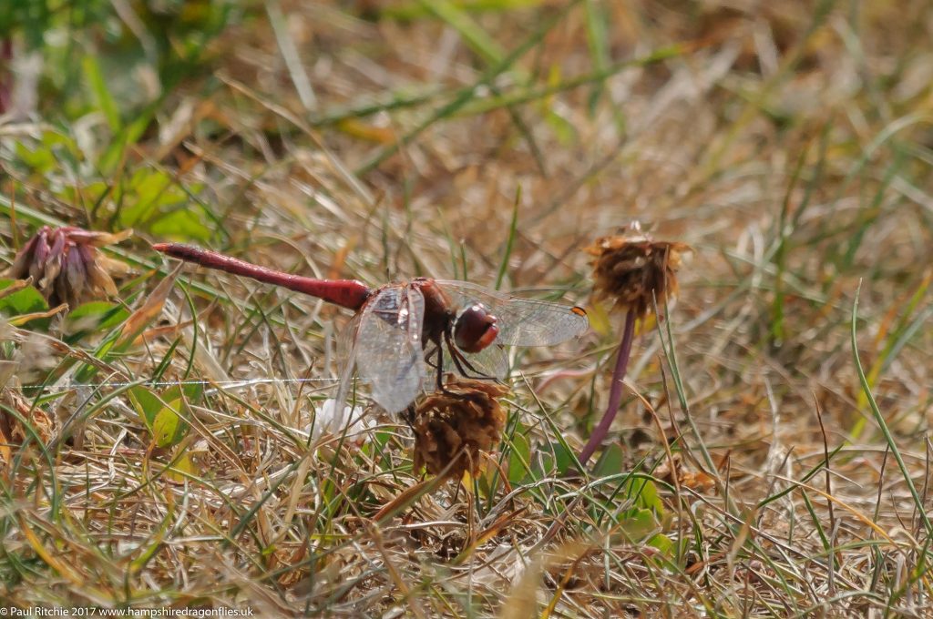  Red-veined Darter (Sympetrum fonscolombii) - male