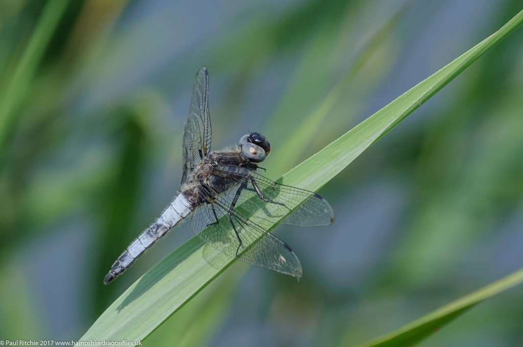 Scarce Chaser (Libellula fulva) - male 