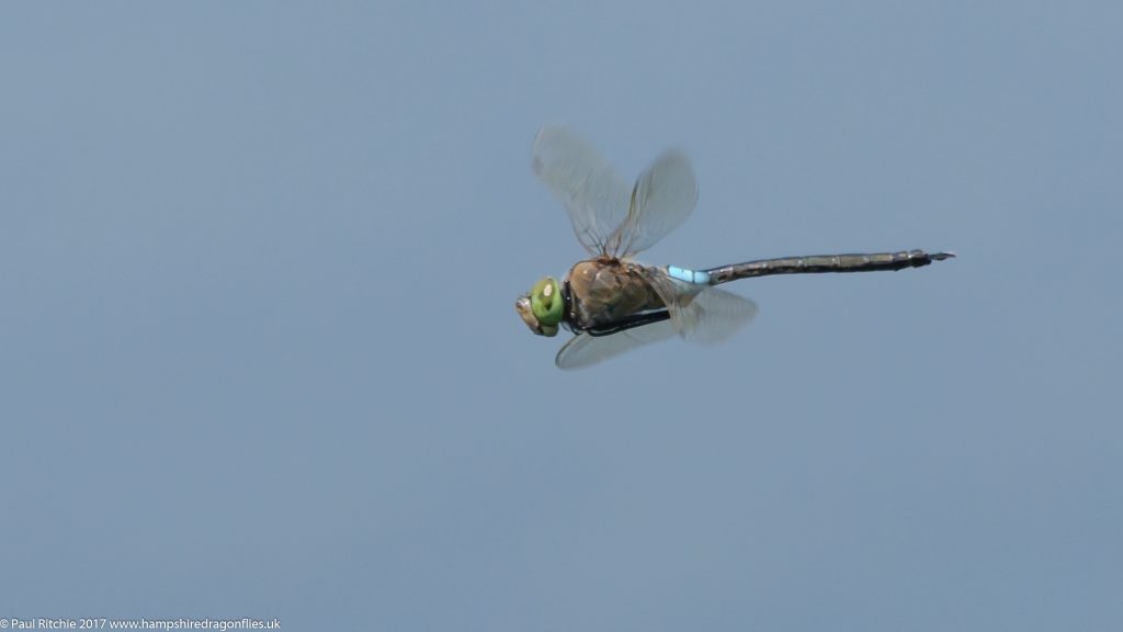 Lesser Emperor (Anax parthenope) - male in-flight