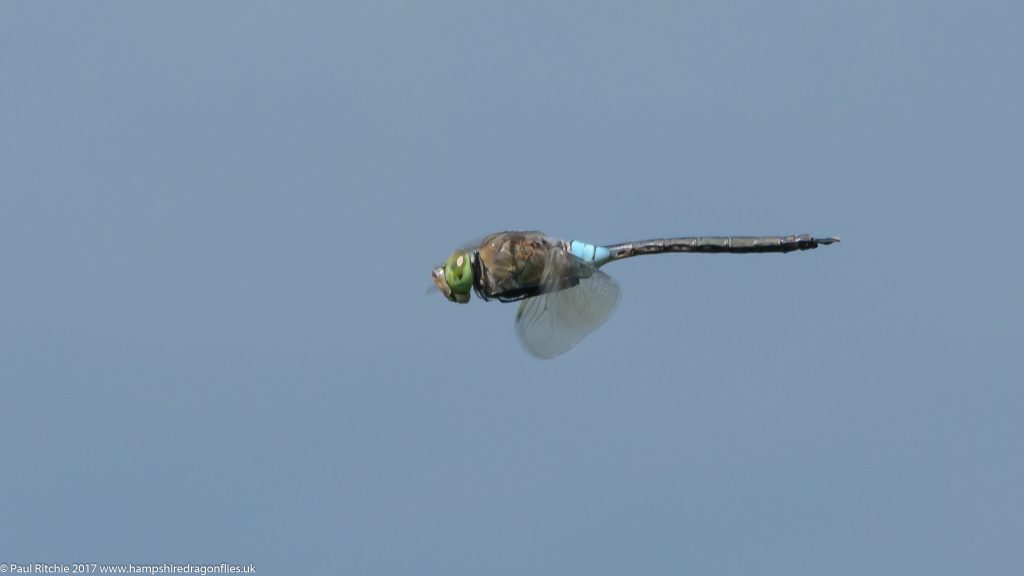 Lesser Emperor (Anax parthenope) - male in-flight