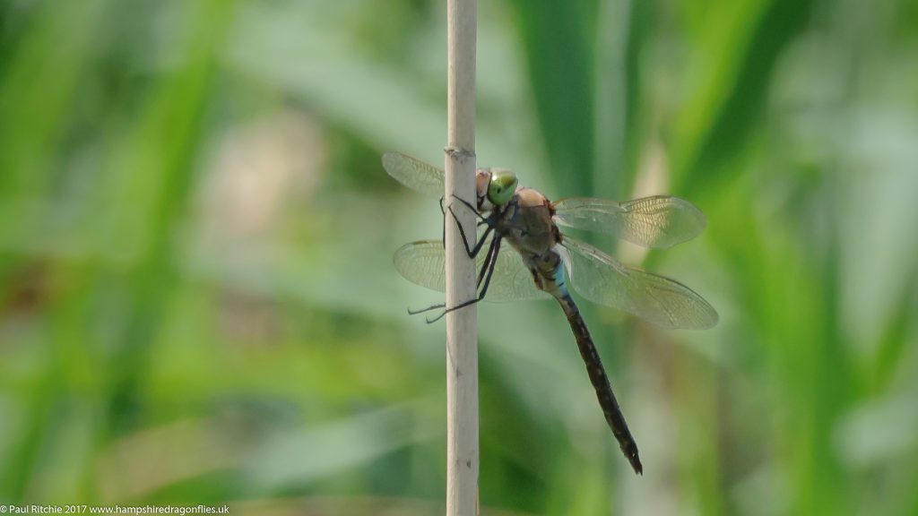 Lesser Emperor (Anax parthenope) - male in-flight